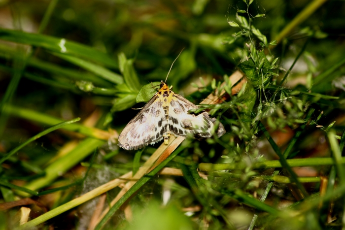 Eteroceri Parco del Ticino